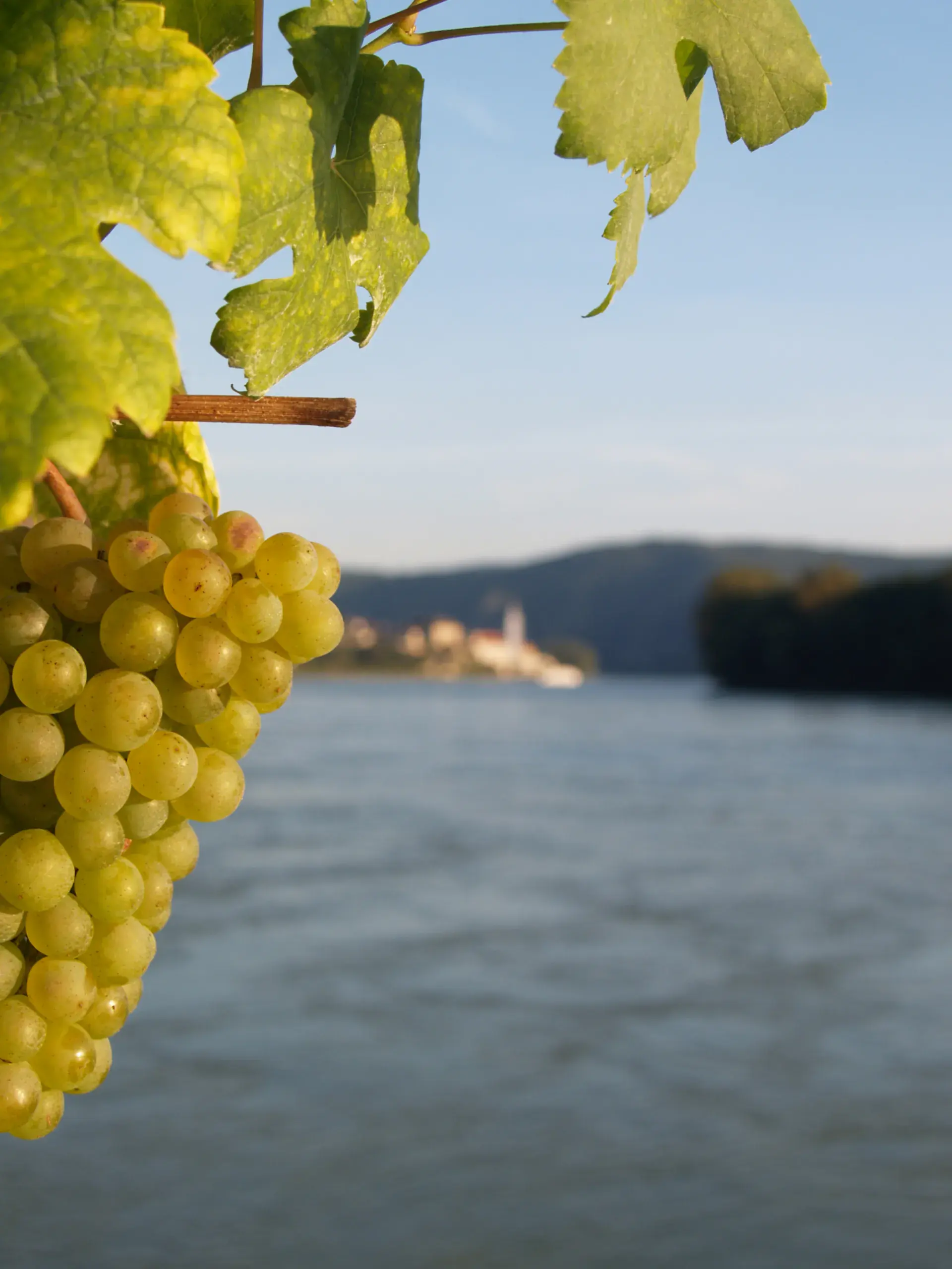 Weingut Pfeffel
