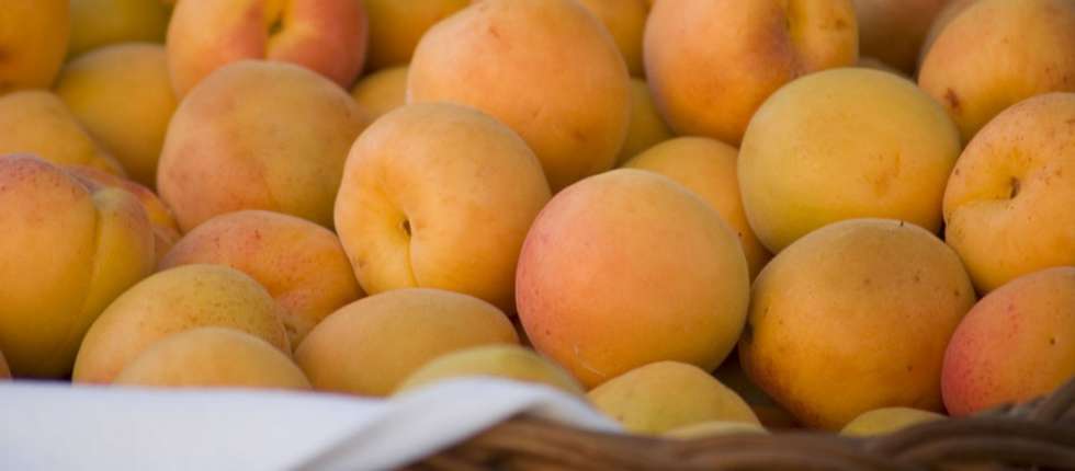 Wachauer Marillenzauber 2025