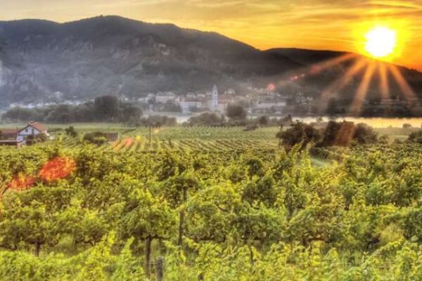 Weingärten in Dürnstein