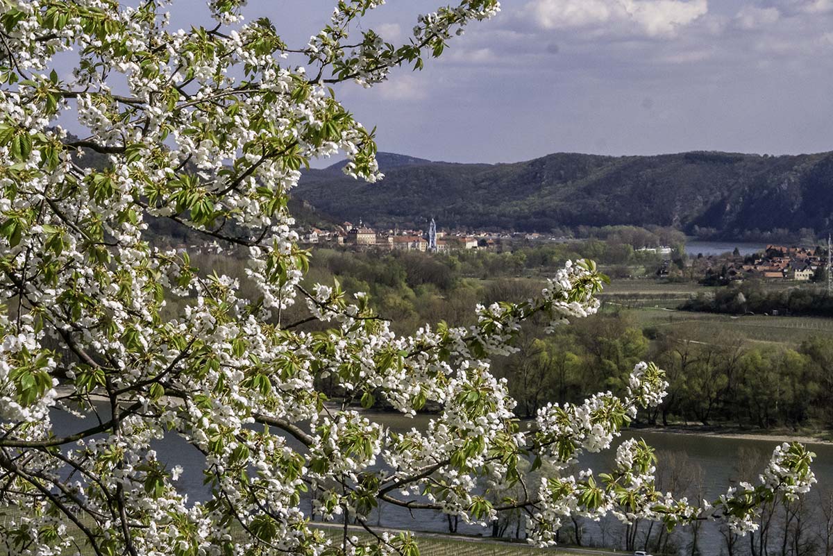 Die kalten Temperaturen und die Marillenernte in der Wachau